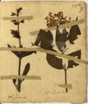 Herbariumas, XIX a. pr.